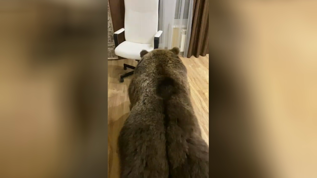 Sotto il costume da orso